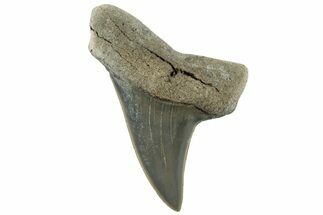 Fossil Mako Tooth - Lee Creek (Aurora), NC #300568