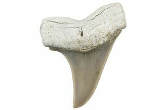 Fossil Hooked White Shark Tooth - Lee Creek (Aurora), NC #300467