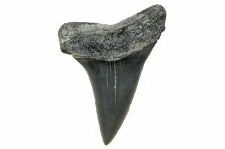 Fossil Mako Tooth - Lee Creek (Aurora), NC #300522