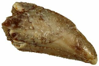 Serrated Raptor Tooth - Real Dinosaur Tooth #300861