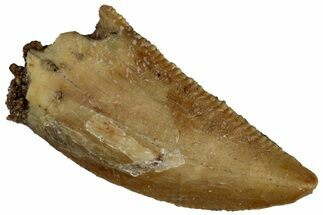 Serrated Raptor Tooth - Real Dinosaur Tooth #300929