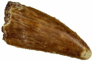 Serrated Raptor Tooth - Real Dinosaur Tooth #300934