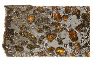 Polished Gyarub Zangbo Pallasite Meteorite ( g) Slice #301051