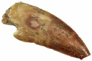 Serrated Raptor Tooth - Real Dinosaur Tooth #300959