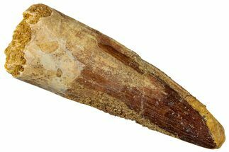 Fossil Spinosaurus Tooth - Real Dinosaur Tooth #301280