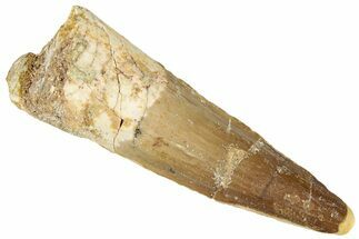 Fossil Spinosaurus Tooth - Real Dinosaur Tooth #301289