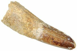 Fossil Spinosaurus Tooth - Real Dinosaur Tooth #301299