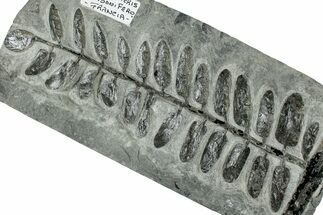 Carboniferous Fossil Fern (Odontopteris) - France #301382