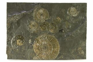 Fossil Ammonite Cluster - Posidonia Shale, Germany #301404