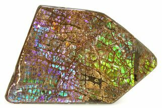 Flashy Ammolite (Fossil Ammonite Shell) - Rare Purples #301611