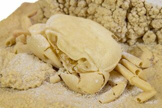 Fossil Crab (Potamon) Preserved in Travertine - Turkey #301584