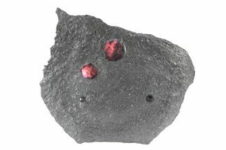 Plate of Four Red Embers Garnets in Graphite - Massachusetts #301138