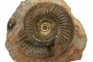 Jurassic Ammonite (Parkinsonia) Fossil - Sengenthal, Germany #301618