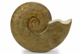 Toarcian Ammonite (Harpoceras) Fossil - France #301631