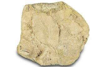 Fossil Leaves Preserved In Travertine - Austria #301612