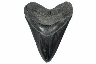 Fossil Megalodon Tooth - South Carolina #301784