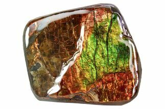 Iridescent Ammolite (Fossil Ammonite Shell) - Red & Greens #301642