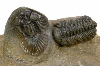 Scabriscutellum Trilobite With Morocops - Multi-Toned Shell #301767