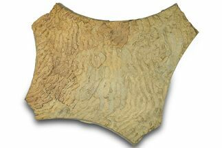 Pennsylvanian, Fossil Microbial Mat - Oklahoma #301903