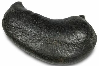 Large, Fossil Whale Ear Bone - South Carolina #301916