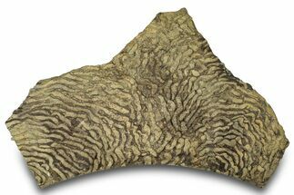 Pennsylvanian, Fossil Microbial Mat - Oklahoma #301924