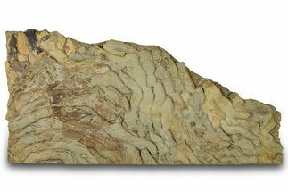 Pennsylvanian, Fossil Microbial Mat - Oklahoma #301936