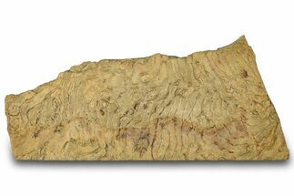 Pennsylvanian, Fossil Microbial Mat - Oklahoma #301976