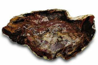 Colorful Polished Petrified Wood Slab - Cherry Creek, NV #302134