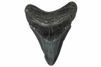 Juvenile Megalodon Tooth - South Carolina #302142