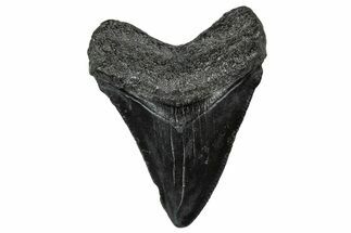 Serrated, Juvenile Megalodon Tooth - South Carolina #302165