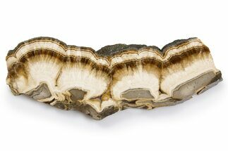 Polished Barite and Marcasite Slab - Lubin Mine, Poland #302261