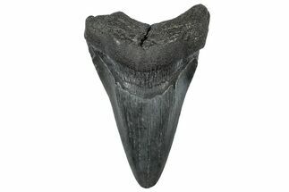 Fossil Megalodon Tooth - South Carolina #302071