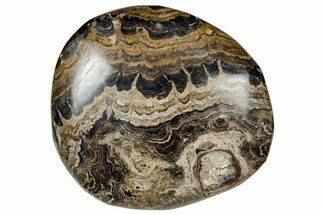 Polished Stromatolite (Greysonia) Pebble - Bolivia #302499