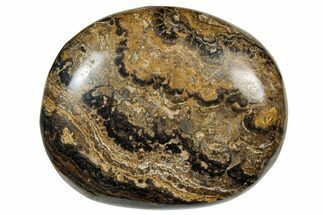 Polished Stromatolite (Greysonia) Pebble - Bolivia #302503