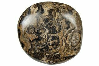 Polished Stromatolite (Greysonia) Pebble - Bolivia #302504