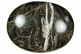 Polished Stromatolite (Greysonia) Pebble - Bolivia #302539