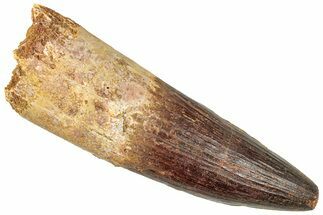 Enormous, Real Spinosaurus Tooth - Nice Enamel Preservation #302843