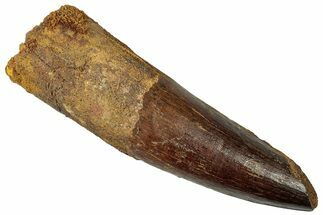 Real Spinosaurus Tooth - Huge Dinosaur Tooth #302853