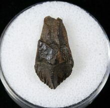 Juvenile Triceratops Tooth - Partial Root, Little Wear #16666