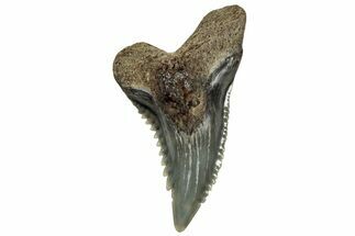 Snaggletooth Shark (Hemipristis) Tooth - South Carolina #302023