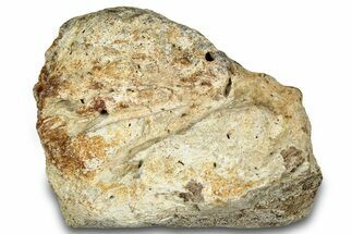 Dinosaur (Triceratops) Frill Shield Section - Montana #303401