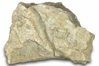 Dinosaur (Triceratops) Frill Shield Section - Montana #303408