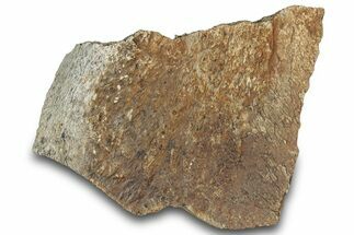 Dinosaur (Triceratops) Frill Shield Section - Montana #303425