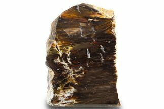 Colorful Polished Petrified Wood Stand Up - Utah #303015