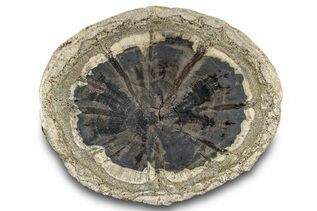 Petrified Wood For Sale