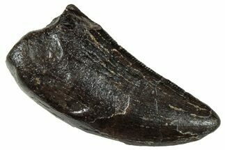 Serrated Tyrannosaur Tooth - Two Medicine Formation #303589