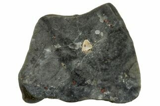Lunar Meteorite ( g) Slice - Touat #303655