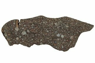 Polished Chondrite Meteorite ( g) Slice - NWA #304406