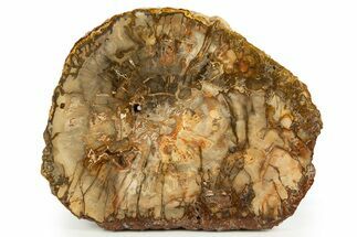 Colorful, Petrified Wood (Araucaria) Round - Madagascar #304626