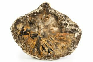 Colorful, Petrified Wood (Araucaria) Round - Madagascar #304627